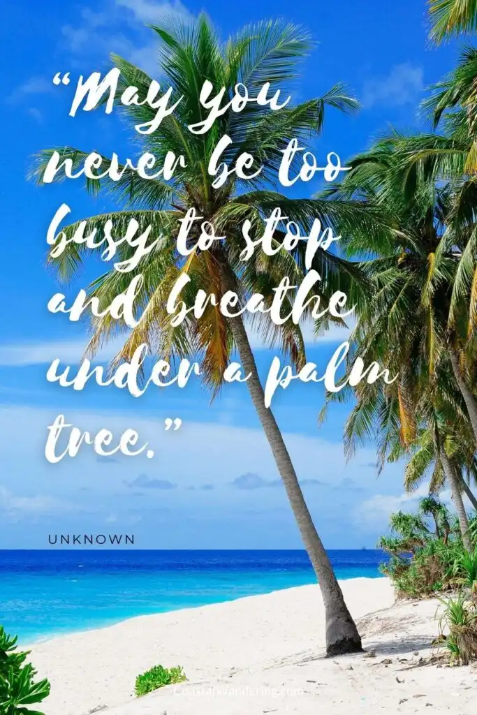 “May you never be too busy to stop and breathe under a palm tree.”